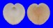 CARDIIDAE CORCULUM CARDISSA shell