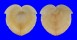 CARDIIDAE CORCULUM CARDISSA shell