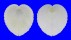 CARDIIDAE CORCULUM CARDISSA shell