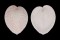 CARDIIDAE CORCULUM CARDISSA LORENZI shell
