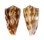 CONIDAE CONUS MOLUCCENSIS shell