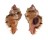 MURICIDAE CHICOREUS LACINIATUS shell