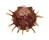 SPONDYLIDAE SPONDYLUS FOLIACEUS shell