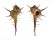 MURICIDAE MUREX FALSITRIBULUS shell