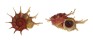 ANGARIIDAE ANGARIA SPHAERULA shell