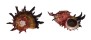 ANGARIIDAE ANGARIA POPPEI shell