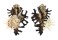 MURICIDAE MUREX SCORPIO shell