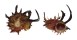 ANGARIIDAE ANGARIA POPPEI shell