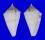 CONIDAE CONUS SALMIAE shell
