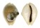 CYPRAEIDAE EROSARIA MILIARIS BONFANTINII shell