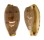 CYPRAEIDAE NOTADUSTA RABAULENSIS shell