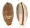 CYPRAEIDAE LURIA ISABELLAMEXICANA shell