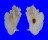 MURICIDAE PTERYNOTUS PELLUCIDUS shell
