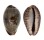 CYPRAEIDAE ZONARIA SANGUINOLENTA shell