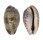 CYPRAEIDAE ZONARIA SANGUINOLENTA shell