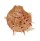 SPONDYLIDAE SPONDYLUS MAESTRATII shell