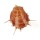 SPONDYLIDAE SPONDYLUS OCCIDENS JAMARCI shell