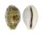 CYPRAEIDAE TALOSTOLIDA PELLUCENS POLYNESIANA shell