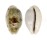 CYPRAEIDAE TALOSTOLIDA PELLUCENS POLYNESIANA shell