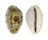 CYPRAEIDAE TALOSTOLIDA PELLUCENS POLYNESIANA shell
