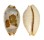 CYPRAEIDAE BISTOLIDA STOLIDA CROSSEI shell