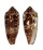 CONIDAE CONUS AUREUS shell