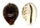 CYPRAEIDAE CYPRAEA TIGRIS shell