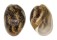 BULLIDAE BULLA AMPULLA shell