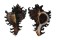 MURICIDAE CHICOREUS RAMOSUS shell