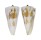 CONIDAE CONUS TRIBBLEI shell
