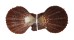 PECTINIDAE AZUMAPECTEN RUSCHENBERGERII shell
