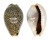 CYPRAEIDAE EROSARIA TURDUS WINCKWORTHI shell