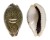 CYPRAEIDAE EROSARIA TURDUS WINCKWORTHI shell