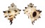 MURICIDAE CHICOREUS CICHOREUM shell