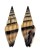 MITRIDAE VEXILLUM VULPECULA shell