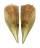 PINNIDAE PINNA PECTINATA shell