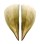 PINNIDAE PINNA PECTINATA shell