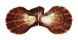 PECTINIDAE AZUMAPECTEN RUSCHENBERGERII shell