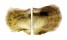 PTERIIDAE PINCTADA RADIATA shell