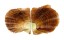 PTERIIDAE PINCTADA RADIATA shell