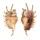 STROMBIDAE LAMBIS MILLEPEDA shell