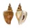 STROMBIDAE LAEVISTROMBUS TURTURELLA shell