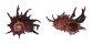 ANGARIIDAE ANGARIA POPPEI shell