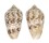 CONIDAE CONUS ARENATUS BIZONA shell