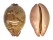 CYPRAEIDAE LEPOCYPRAEA MAPPA PANERYTHRA shell