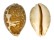 CYPRAEIDAE LEPOCYPRAEA MAPPA shell