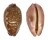 CYPRAEIDAE LEPOCYPRAEA MAPPA PANERYTHRA shell