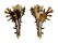 MURICIDAE HOMALOCANTHA VICDANI shell
