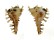 MURICIDAE HOMALOCANTHA VICDANI shell