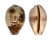 CYPRAEIDAE LEPOCYPRAEA MAPPA shell